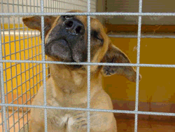 un ospite del canile in gabbia